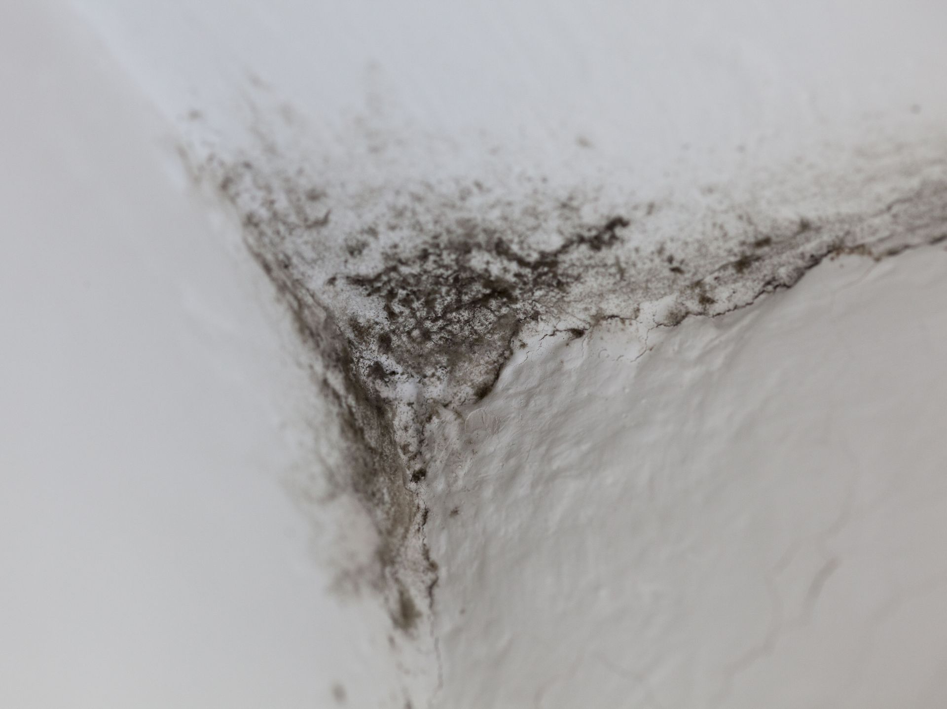 Local black mold removal companies