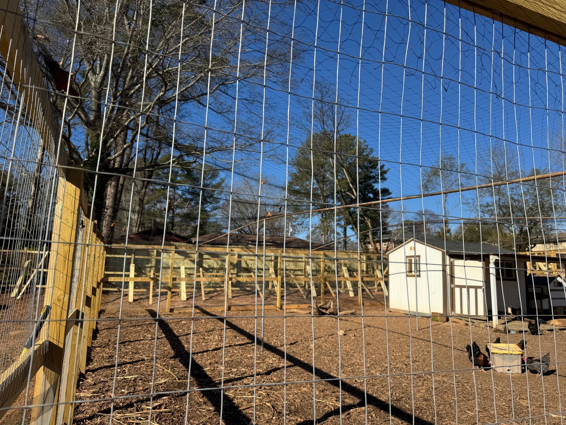 Fenced chicken coop on a sunny day. Wooden fence and wire mesh enclose the yard.