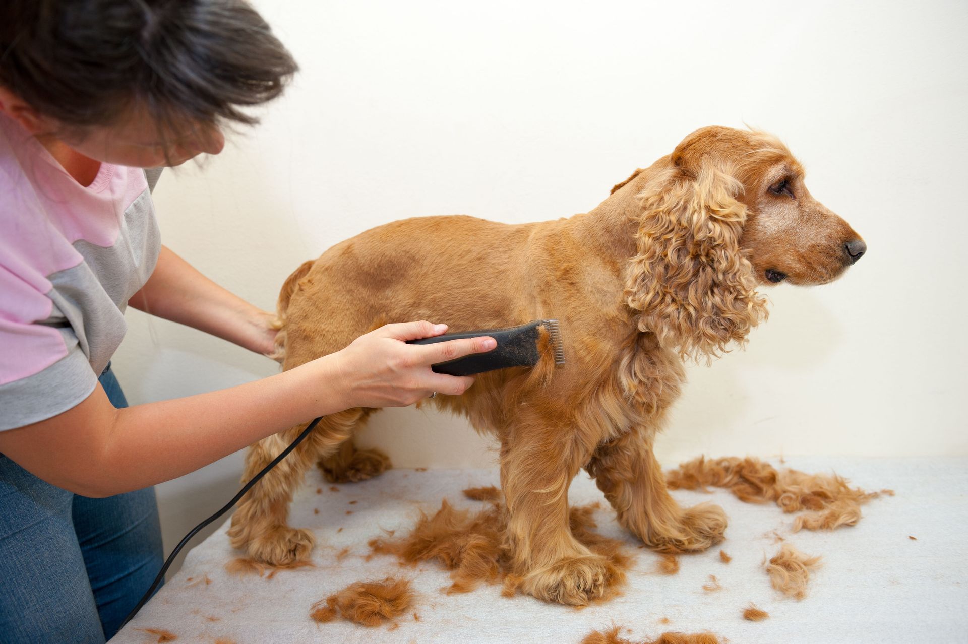 dog grooming service
