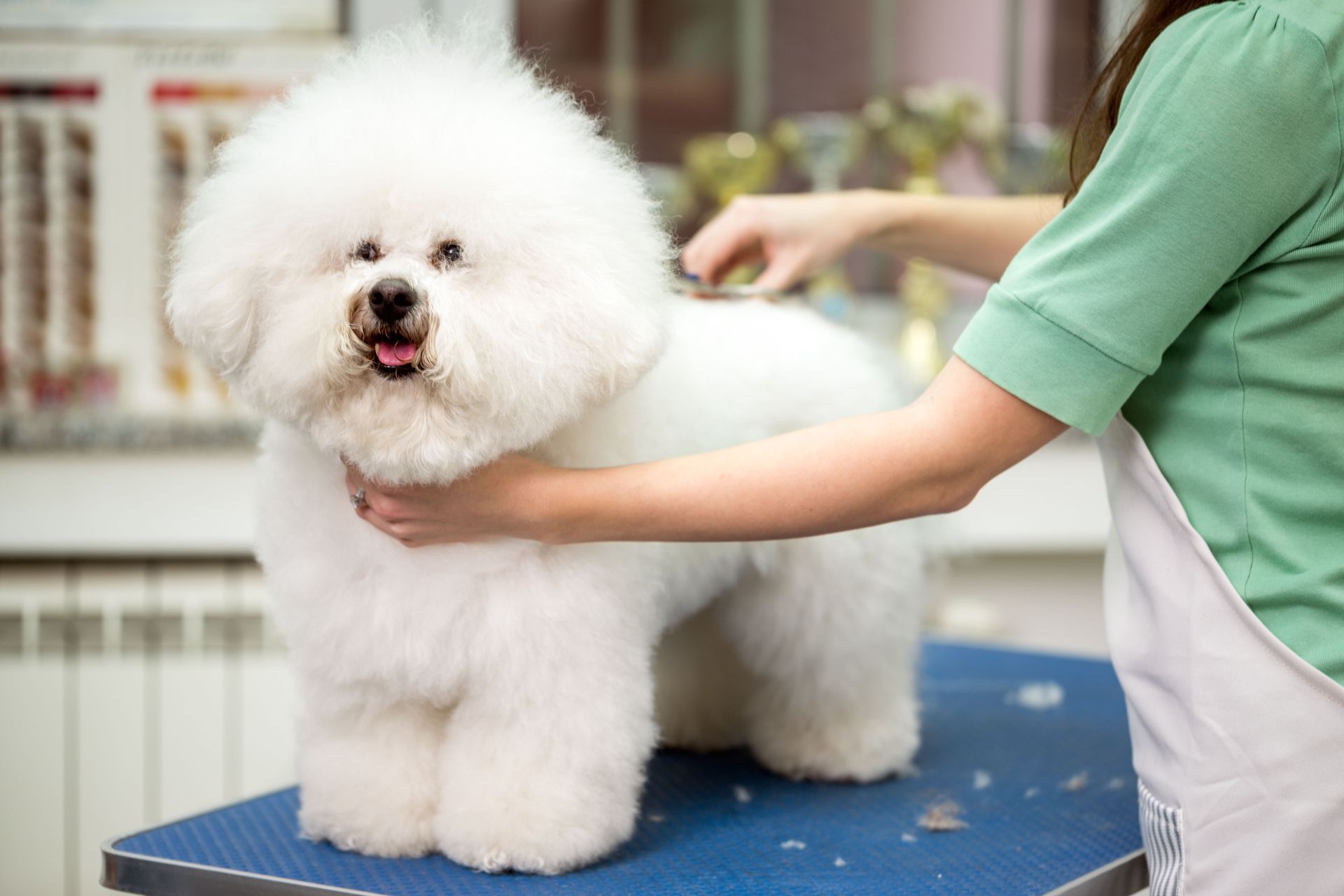 Fluffy white dog being groomed on a blue table, with a person brushing its coat