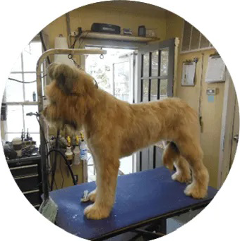 Soggy Doggy Grooming & Mobile Nail Trims