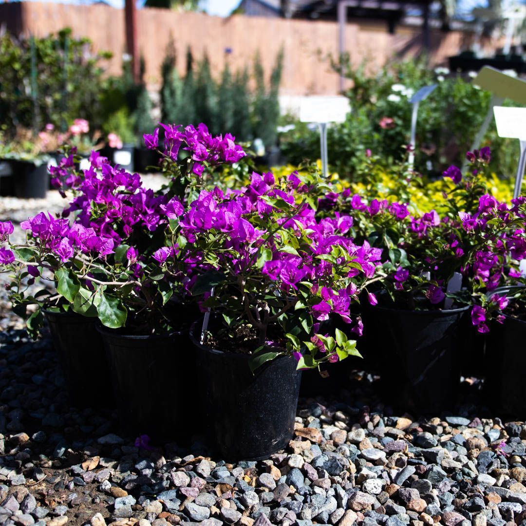 Purple bougainvillea plants in black pots on a gravel surface, surrounded by other plants.