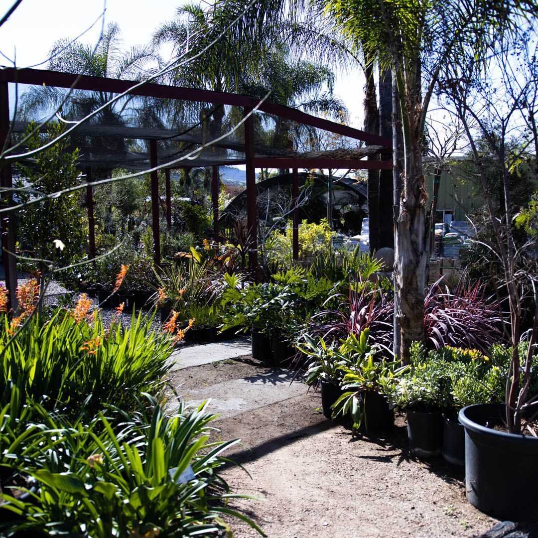 Garden center with rows of potted plants, dirt paths, and a shaded structure.