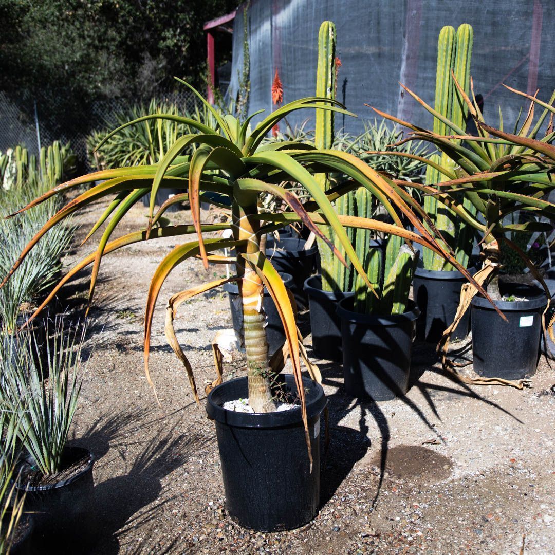 Aloe tree with yellow-tipped leaves in a black pot, surrounded by cacti and other plants in a sunny garden.