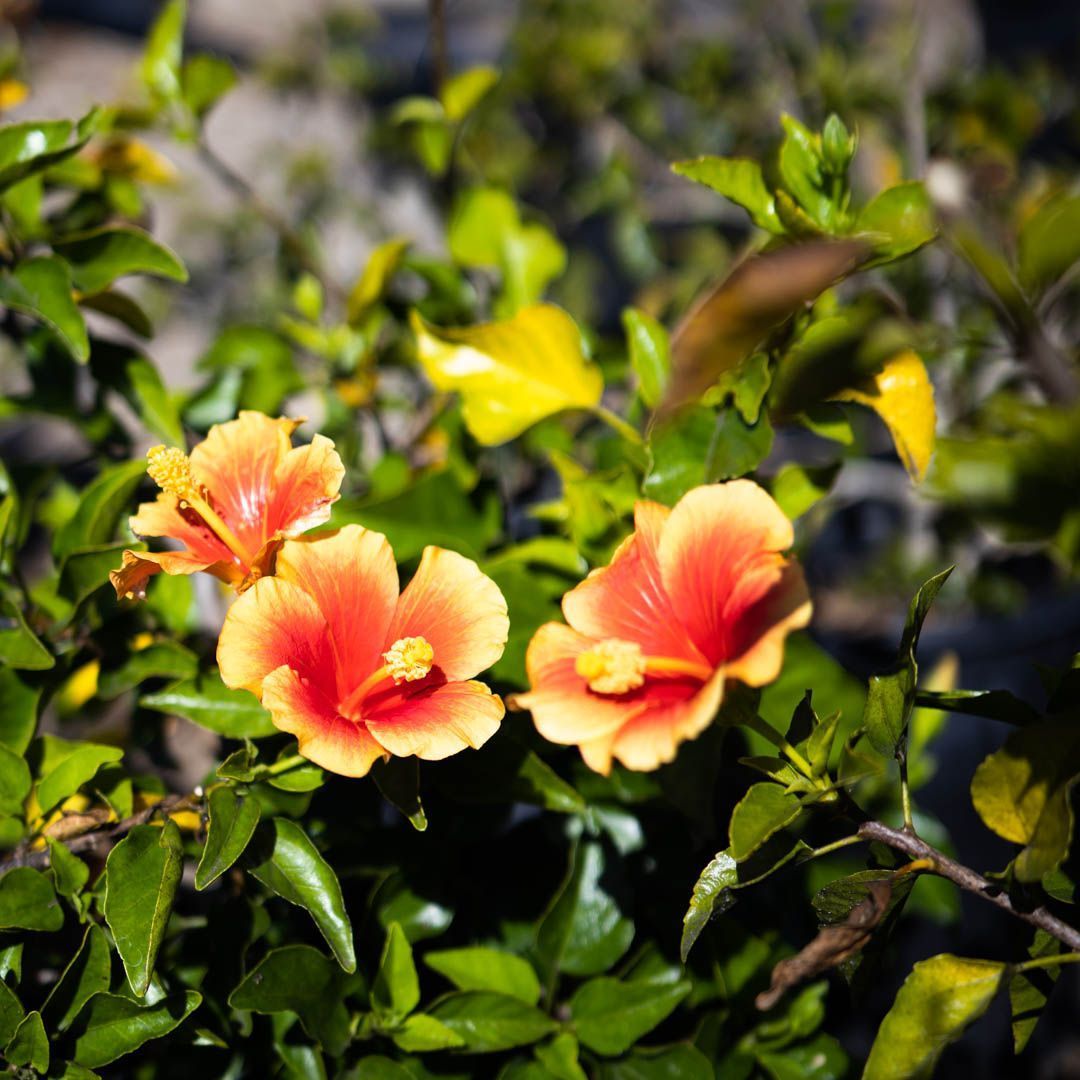 Orange and yellow hibiscus flowers bloom in a green bush.