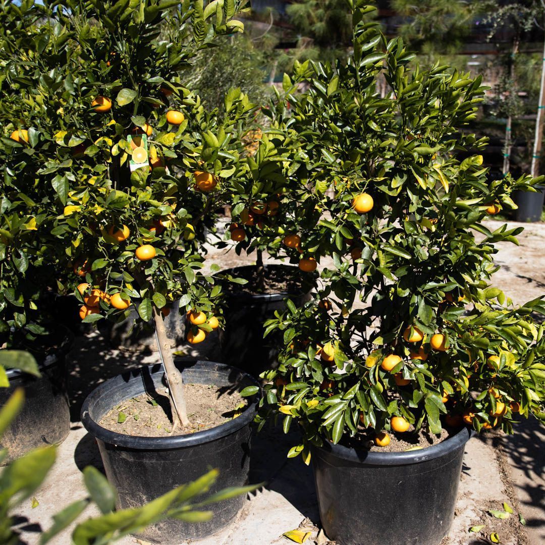 Potted citrus trees with green leaves and orange fruit. Outdoors, sunlight.