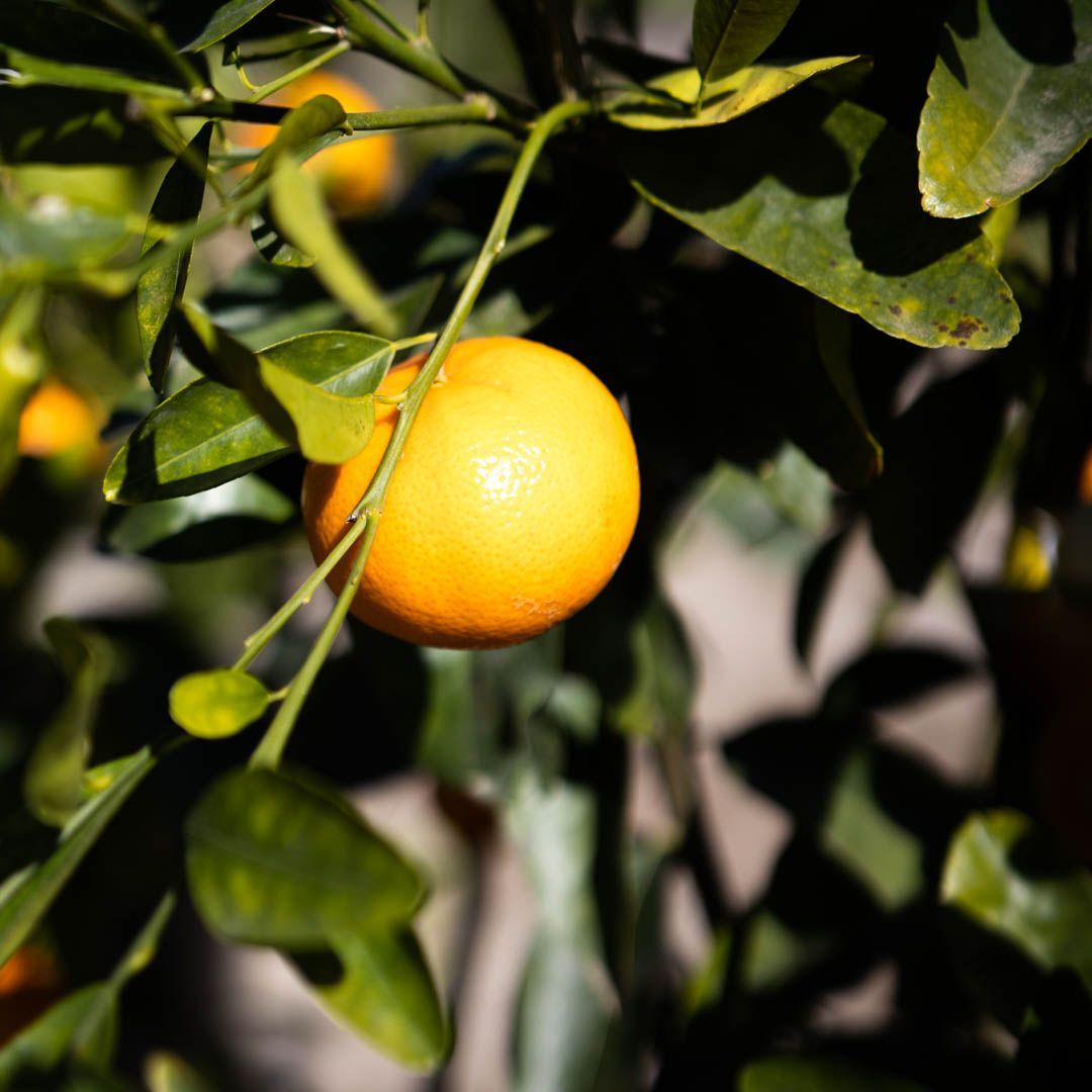 Orange citrus fruit hanging on a tree branch with green leaves.