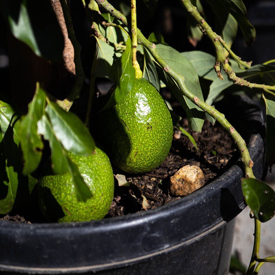 Two green avocados growing on a small plant in a black pot.