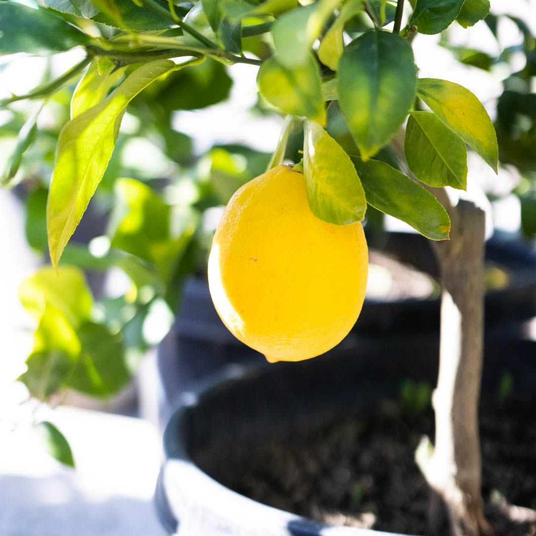 Yellow lemon fruit hanging on a lemon tree in a dark pot.