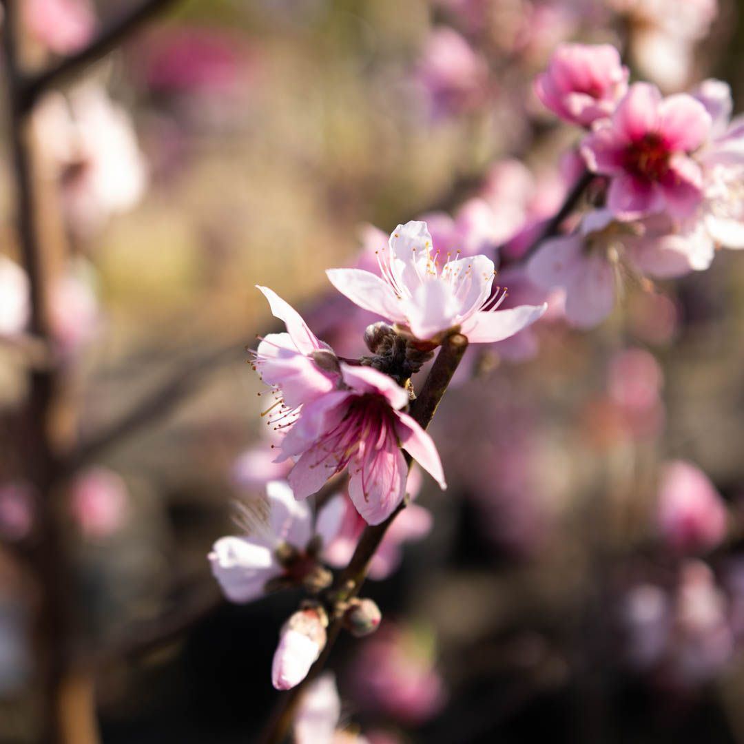 Pink peach blossoms in full bloom on a branch, soft focus background.