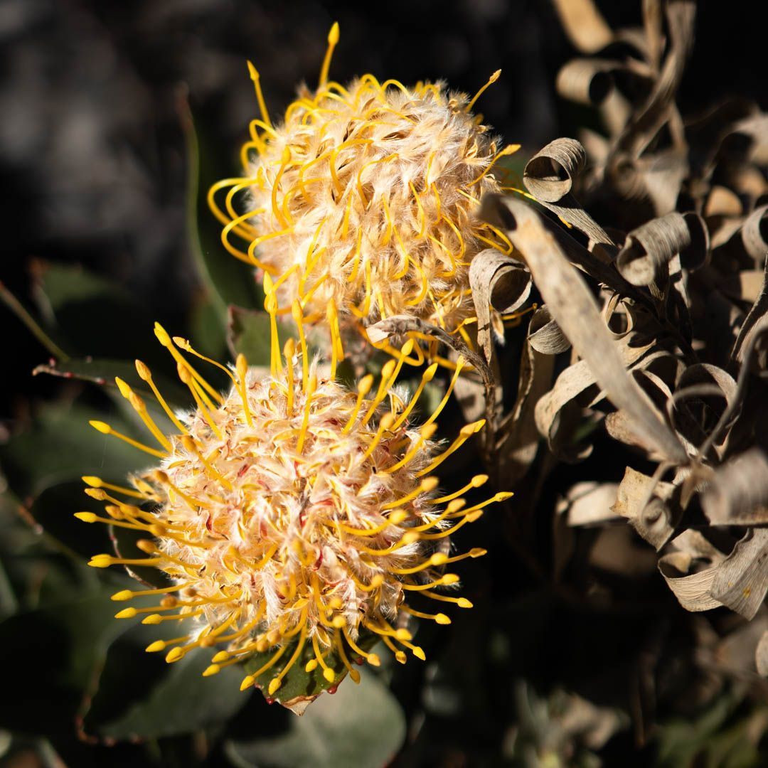 Yellow pincushion flowers with long, thin, orange stamens and surrounding dried leaves.