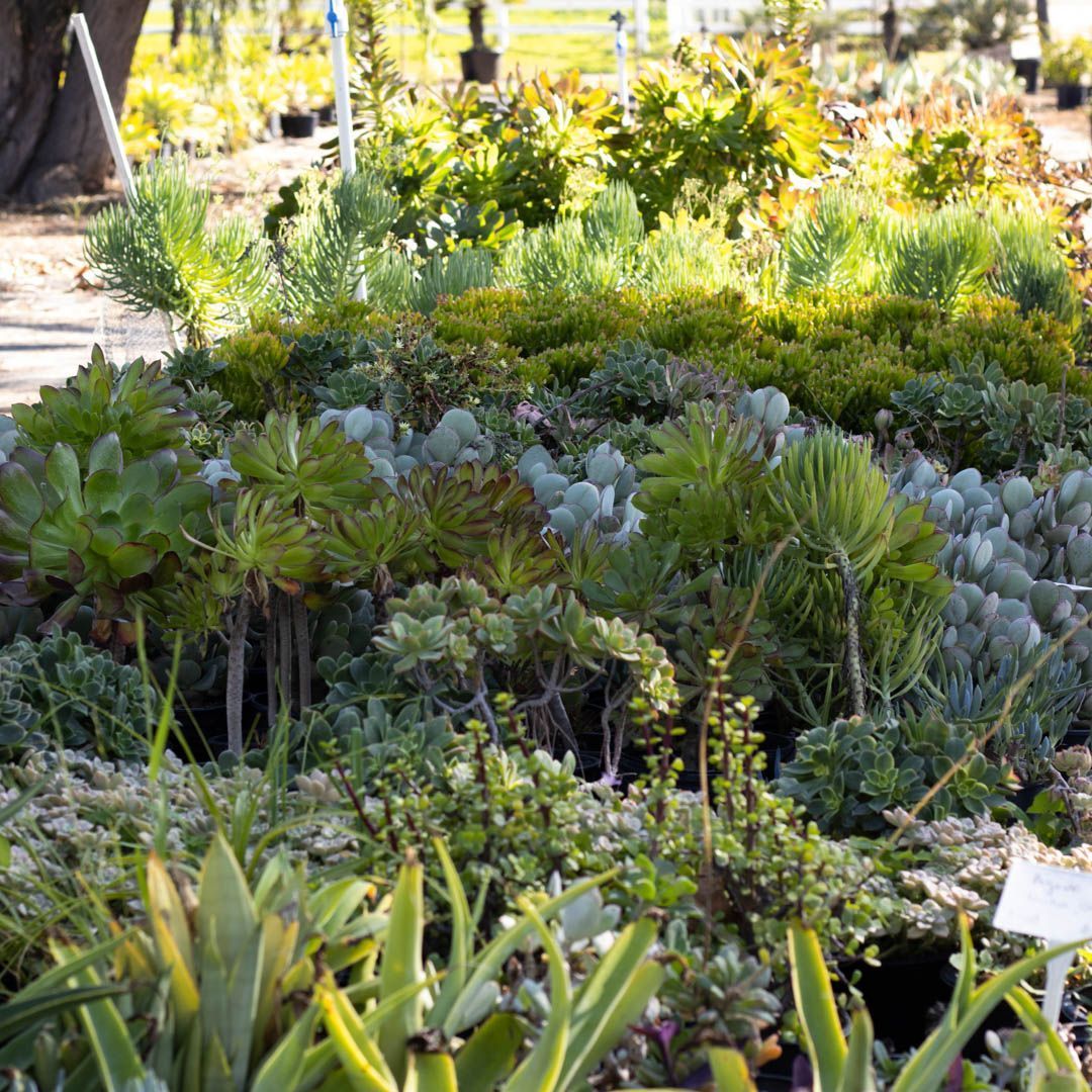 Variety of succulents displayed in a garden center, with various green hues.