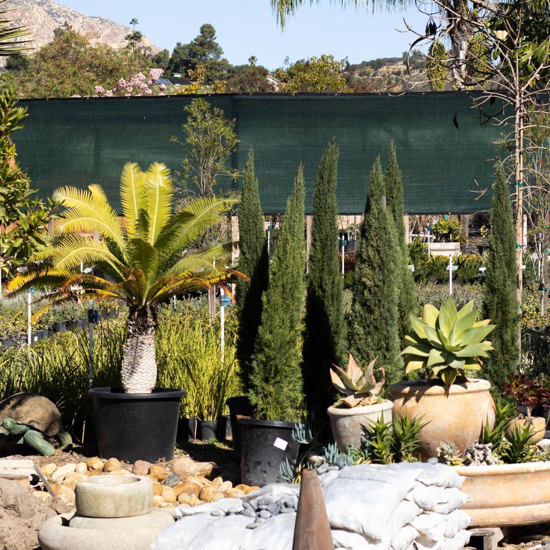 A garden center displays potted plants: cycads, columnar trees, and succulents.