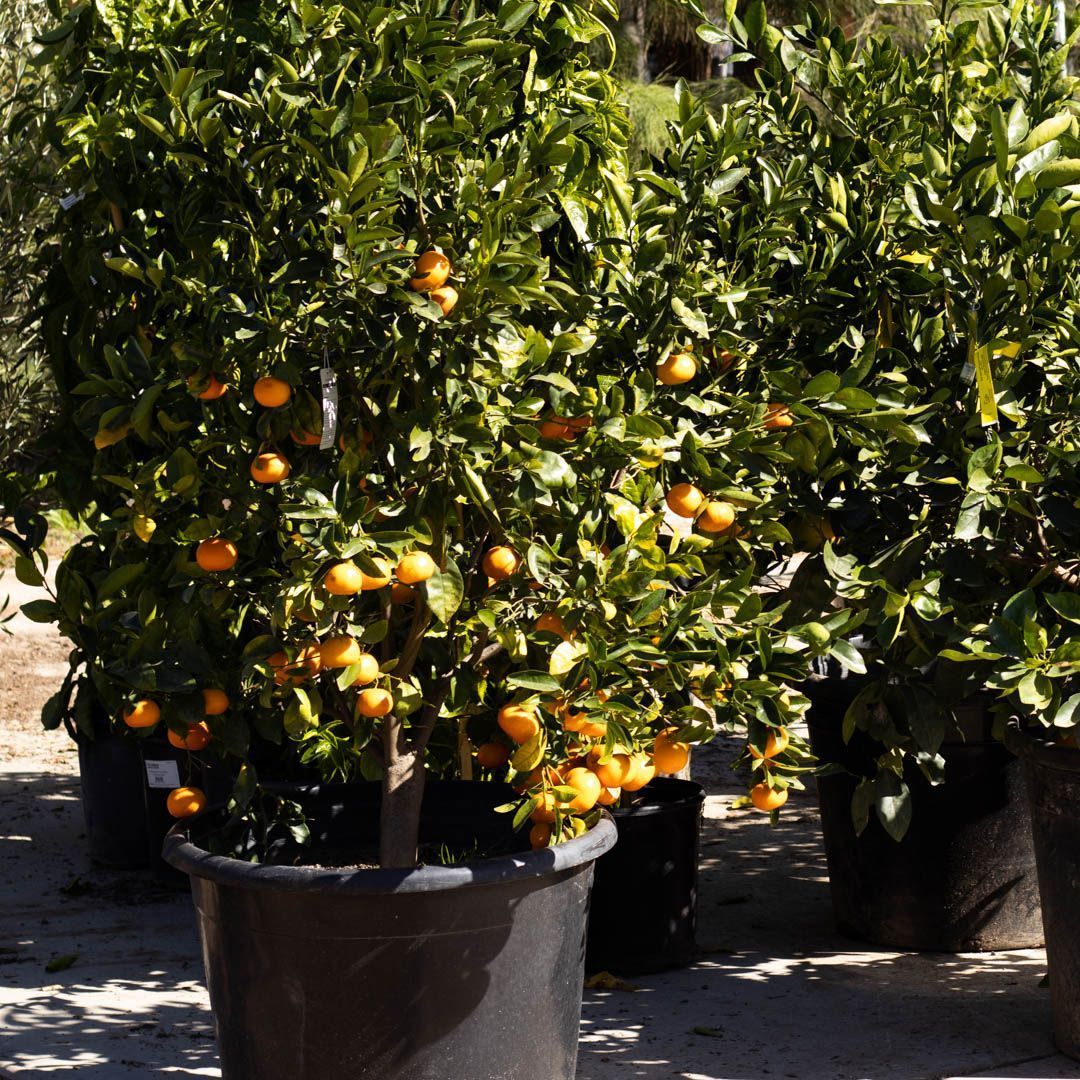 Potted orange tree with many ripe oranges, outdoors.