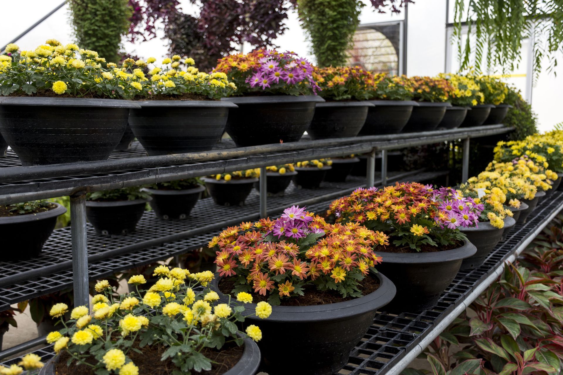 Rows of potted chrysanthemums in various colors on metal shelves in a greenhouse.