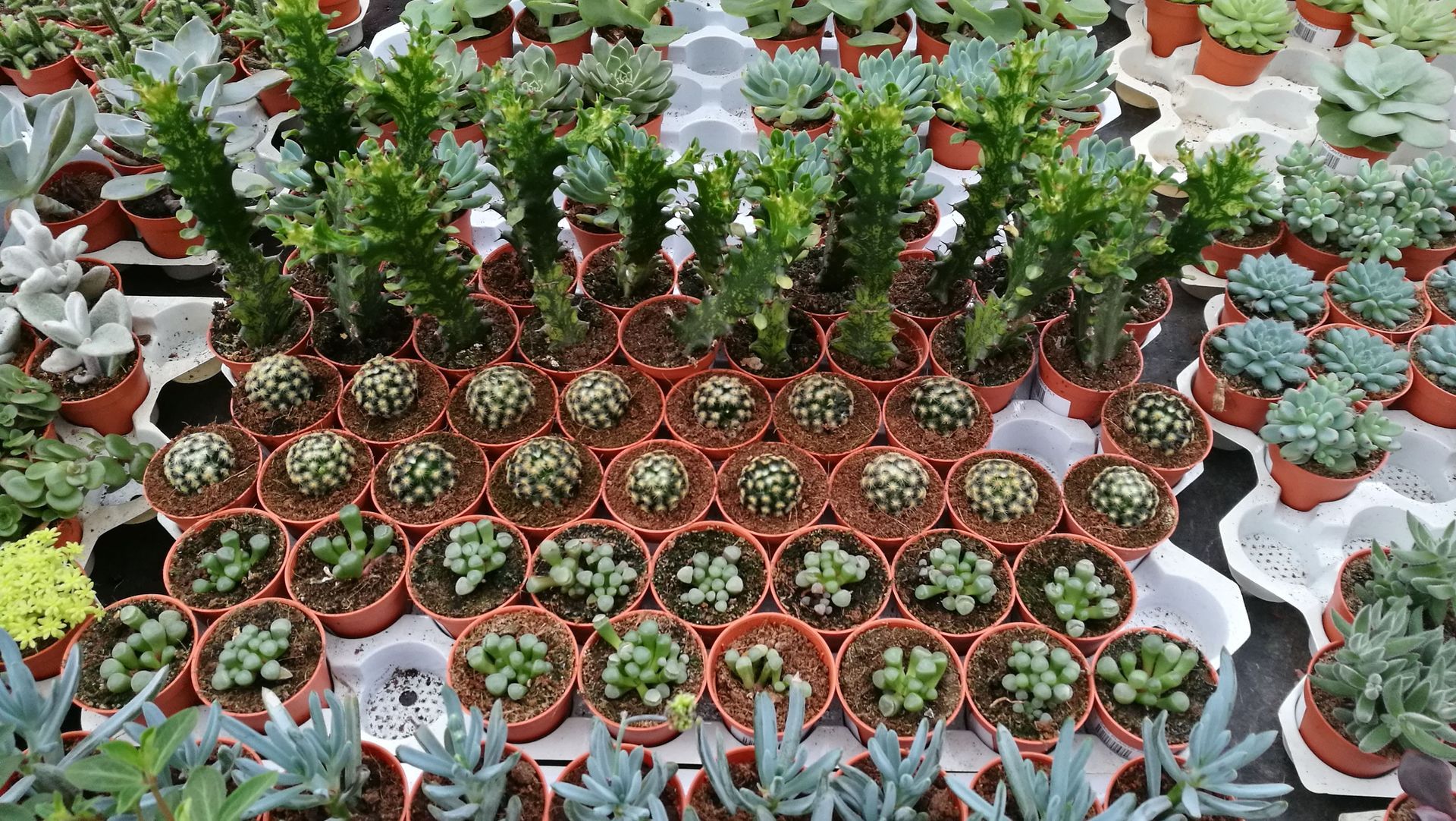 Rows of various potted succulents and cacti at a plant nursery.