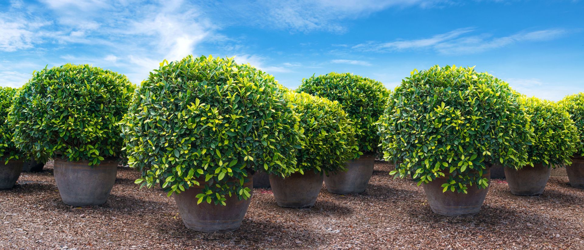 Rows of potted, round, green shrubs under a blue sky with wispy clouds, sitting on brown soil.