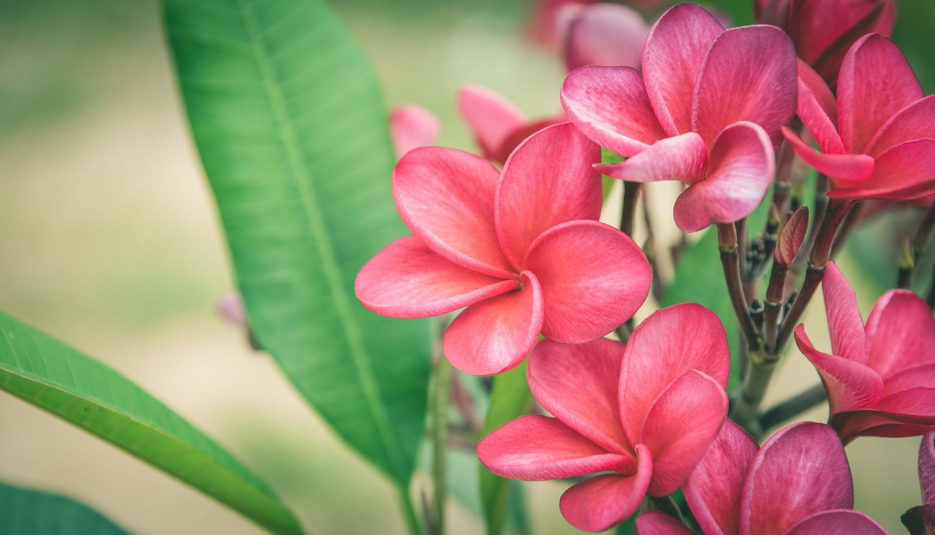 Pink plumeria flowers bloom in a garden, with green leaves in the background.