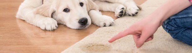 Pet Stain Cleaning
