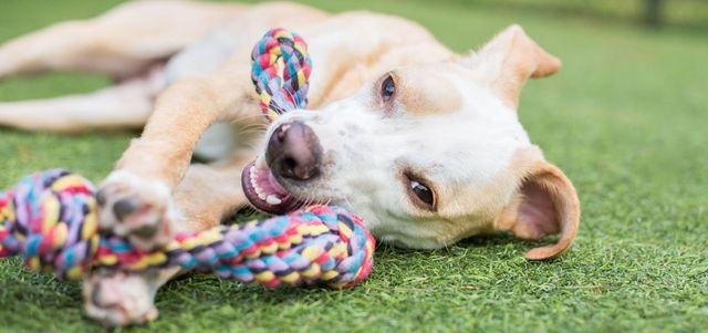 Dog Daycare Services Professional Pet Care Boise ID dog-daycare-services-professional-pet-care-boise-id