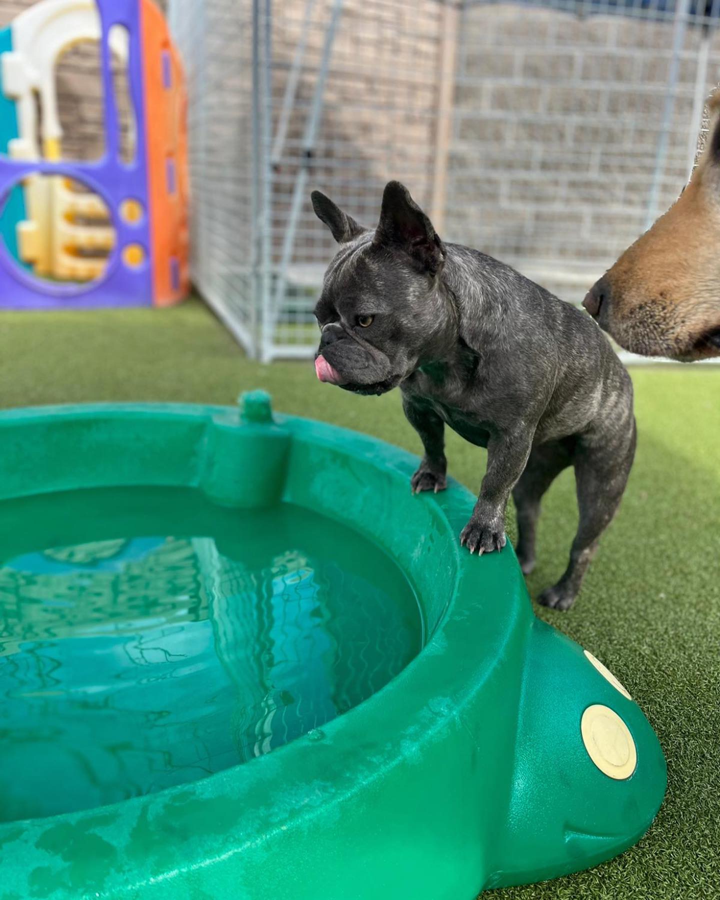 Idaho Dog Park Photo Gallery Boise, ID