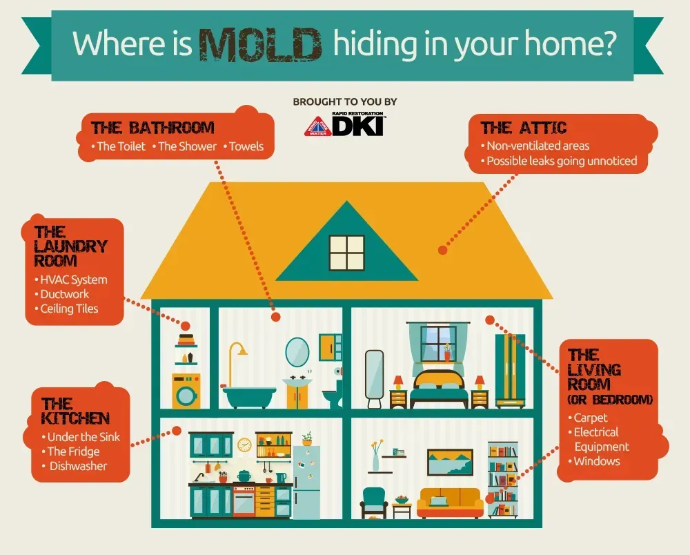 A poster showing where mold is hiding in your home