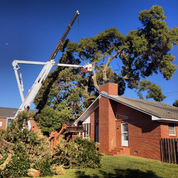 Allen's Tree Service Gallery Centerville, GA