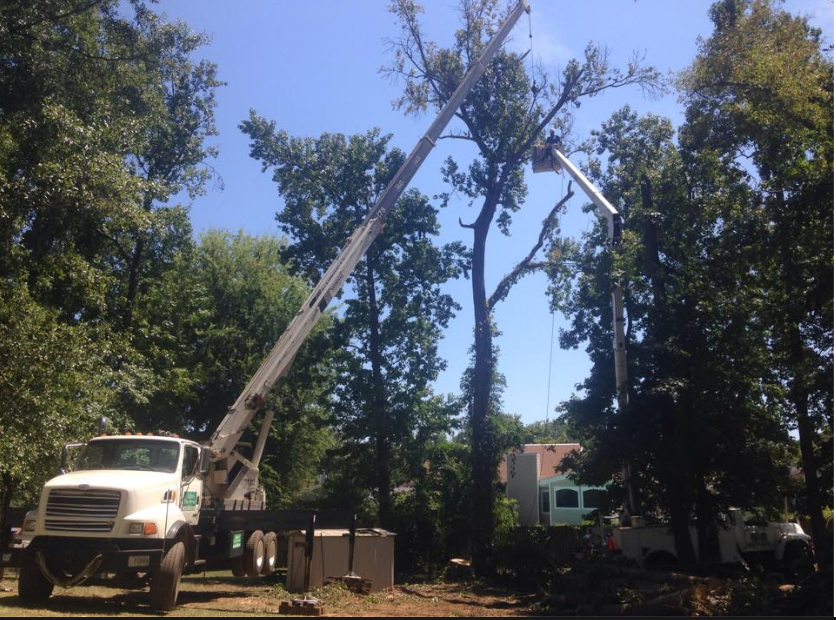 Allen's Tree Service Gallery Centerville, GA