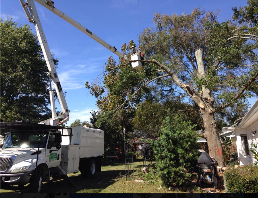 Allen's Tree Service Gallery Centerville, GA