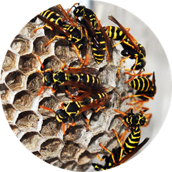 Wasp hive