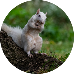 Squirrel Removal - Nature King Pest Management, Inc.