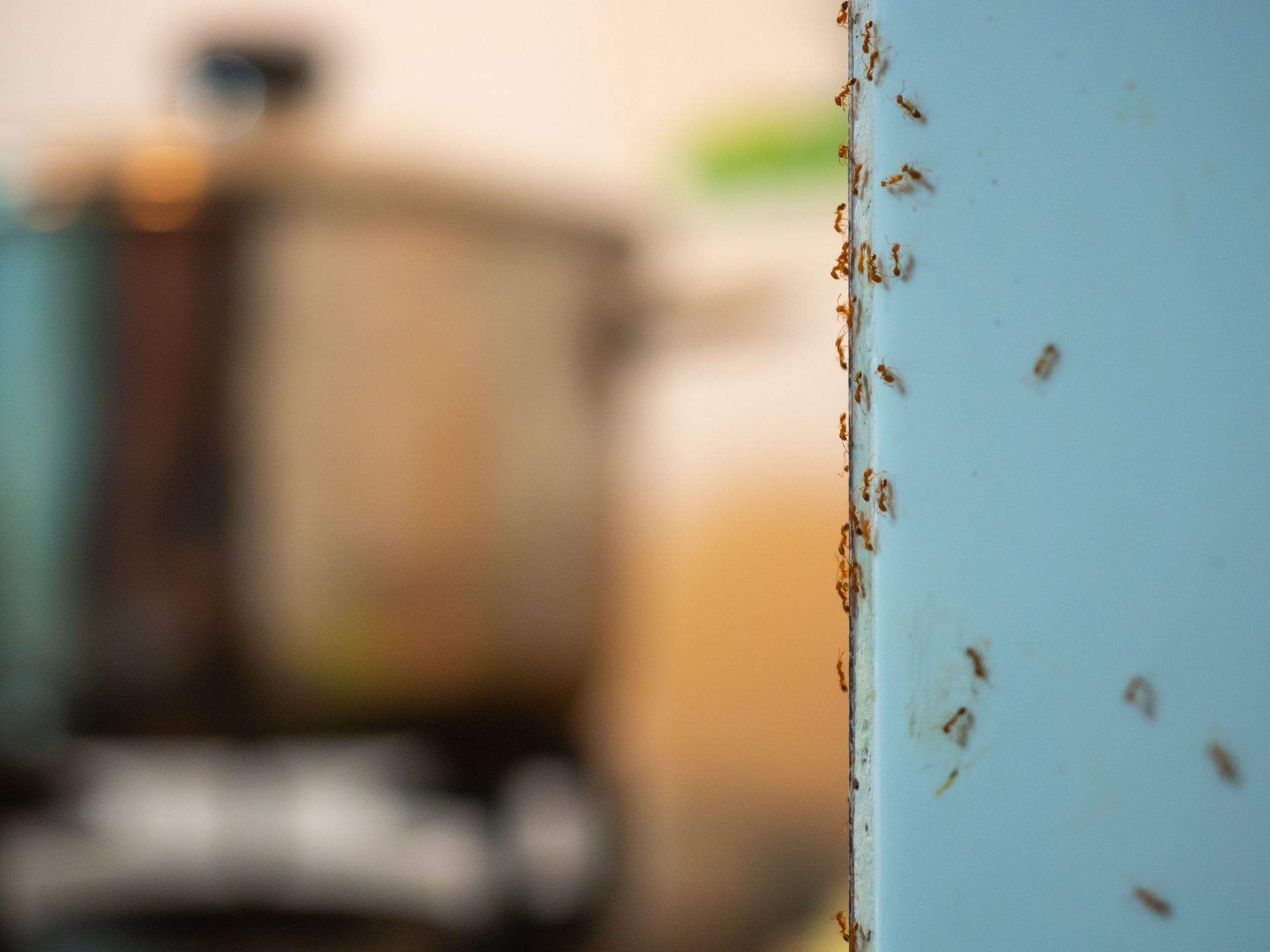 pest control company