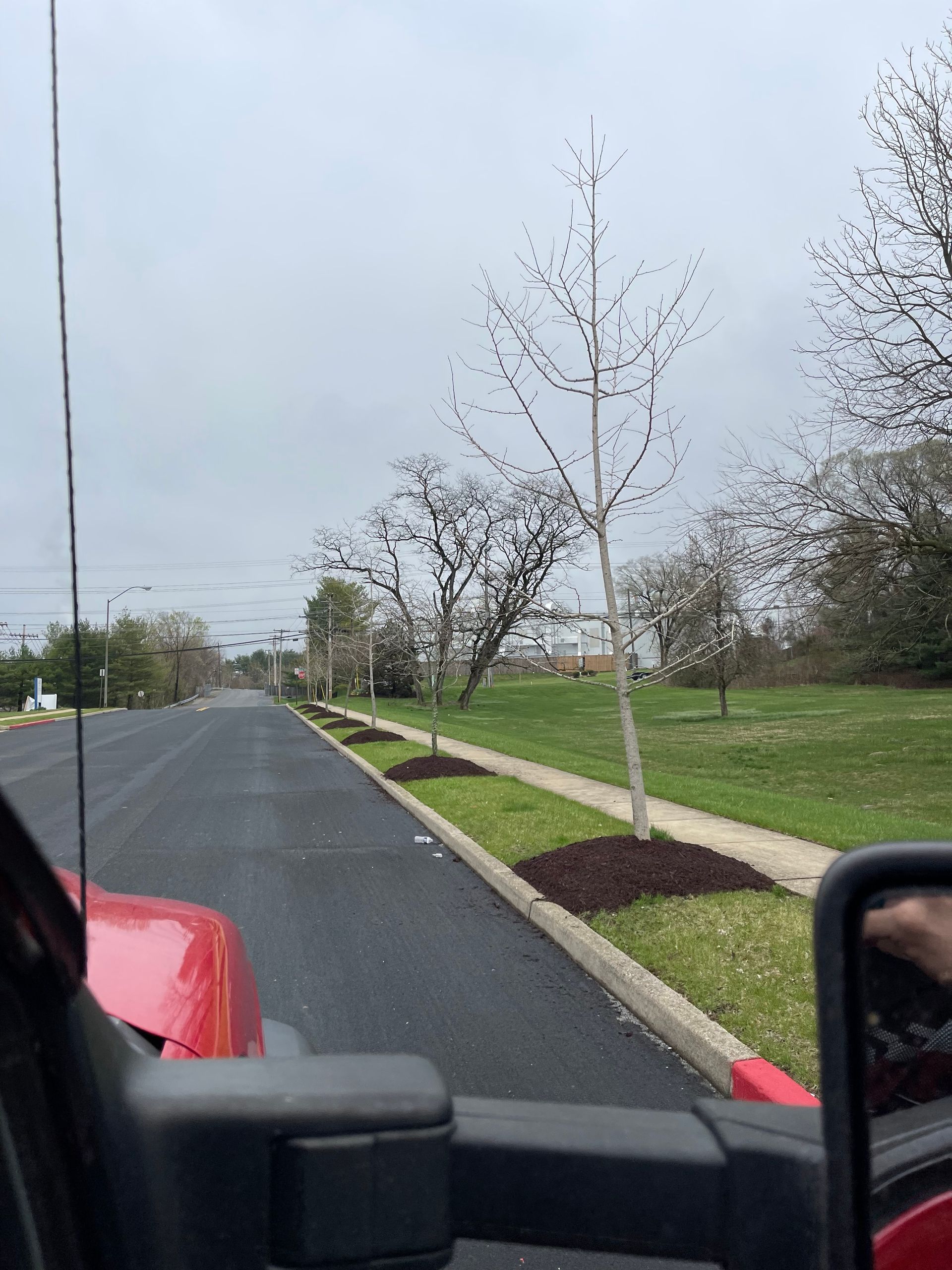 A view from a vehicle looking down a road lined with young, leafless trees planted in fresh mulch along the curb.