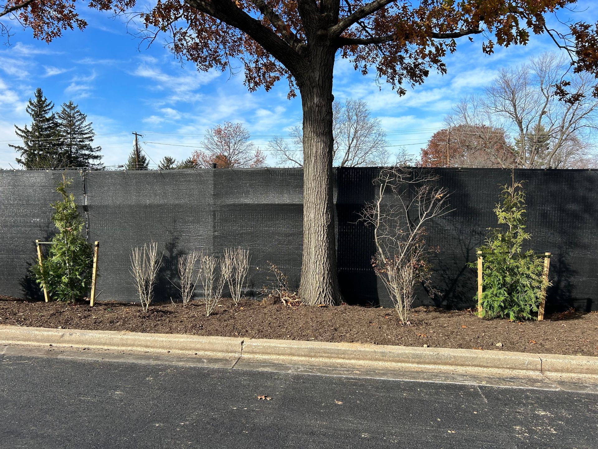 A large tree stands in front of a tall black privacy fence, with small evergreen shrubs planted in dark mulch.