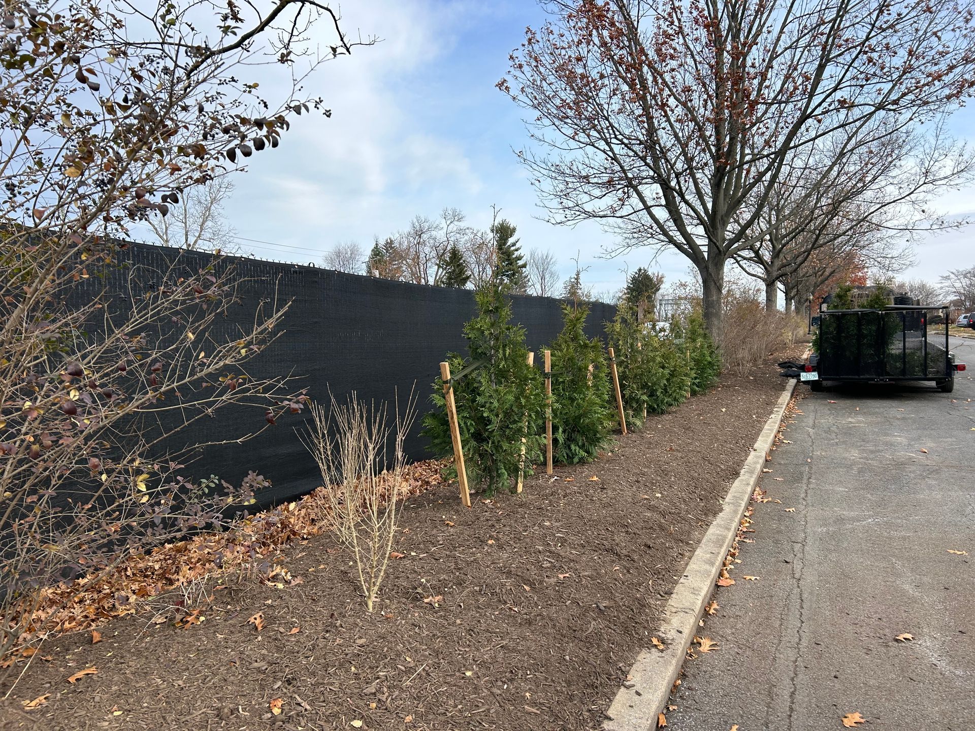 A row of small green evergreen trees planted in mulch along a black privacy fence next to an asphalt driveway.