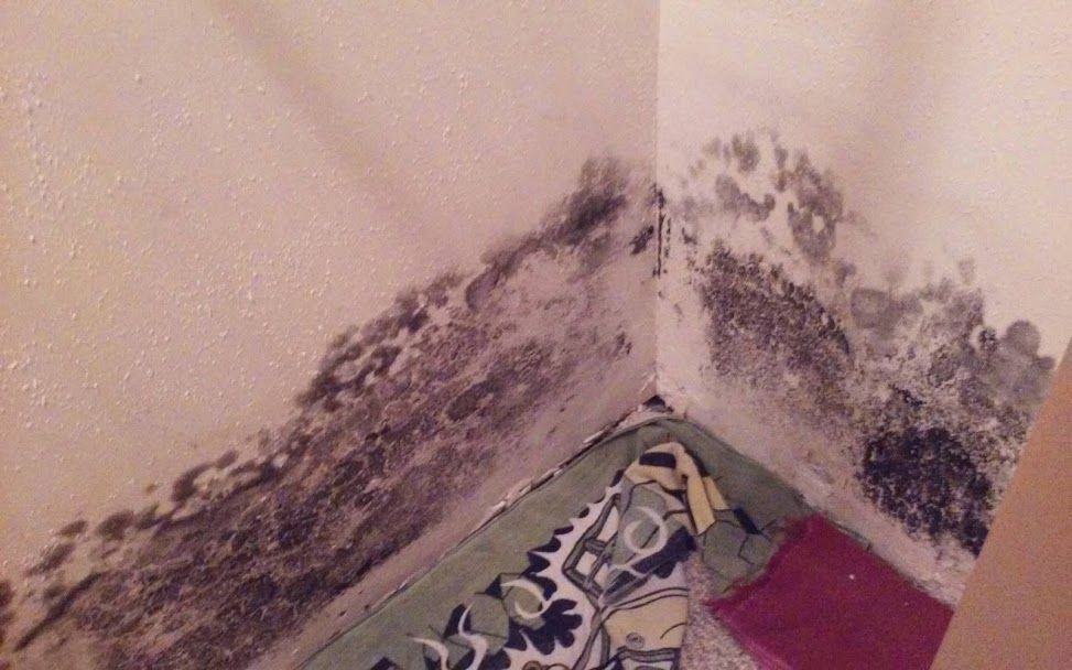Mold growth on a wall corner; dark, patchy discoloration on off-white paint.