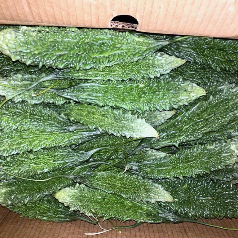 Learn More About Seasonal Fruits and Vegetables bitter gourd