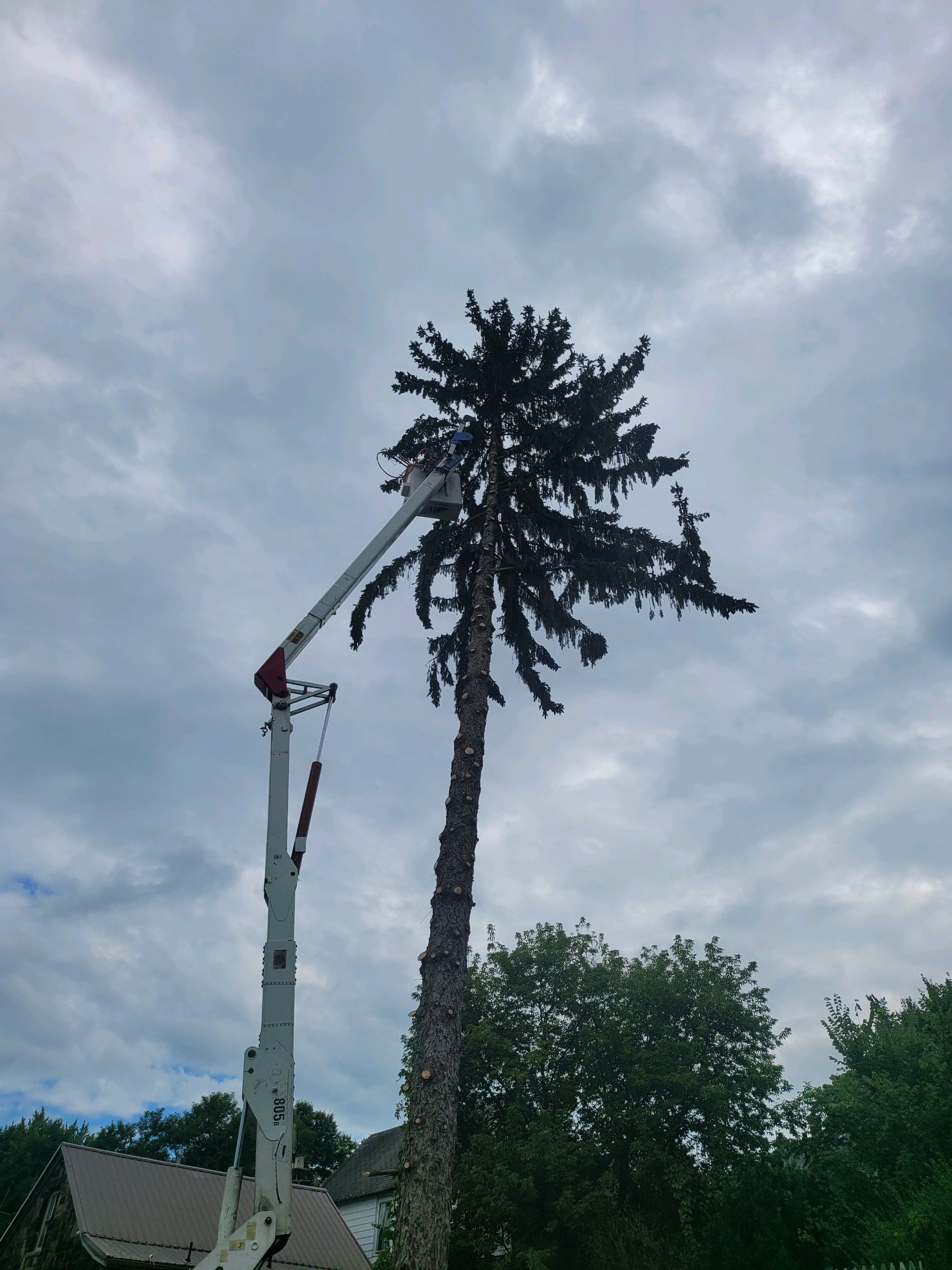tree trimming