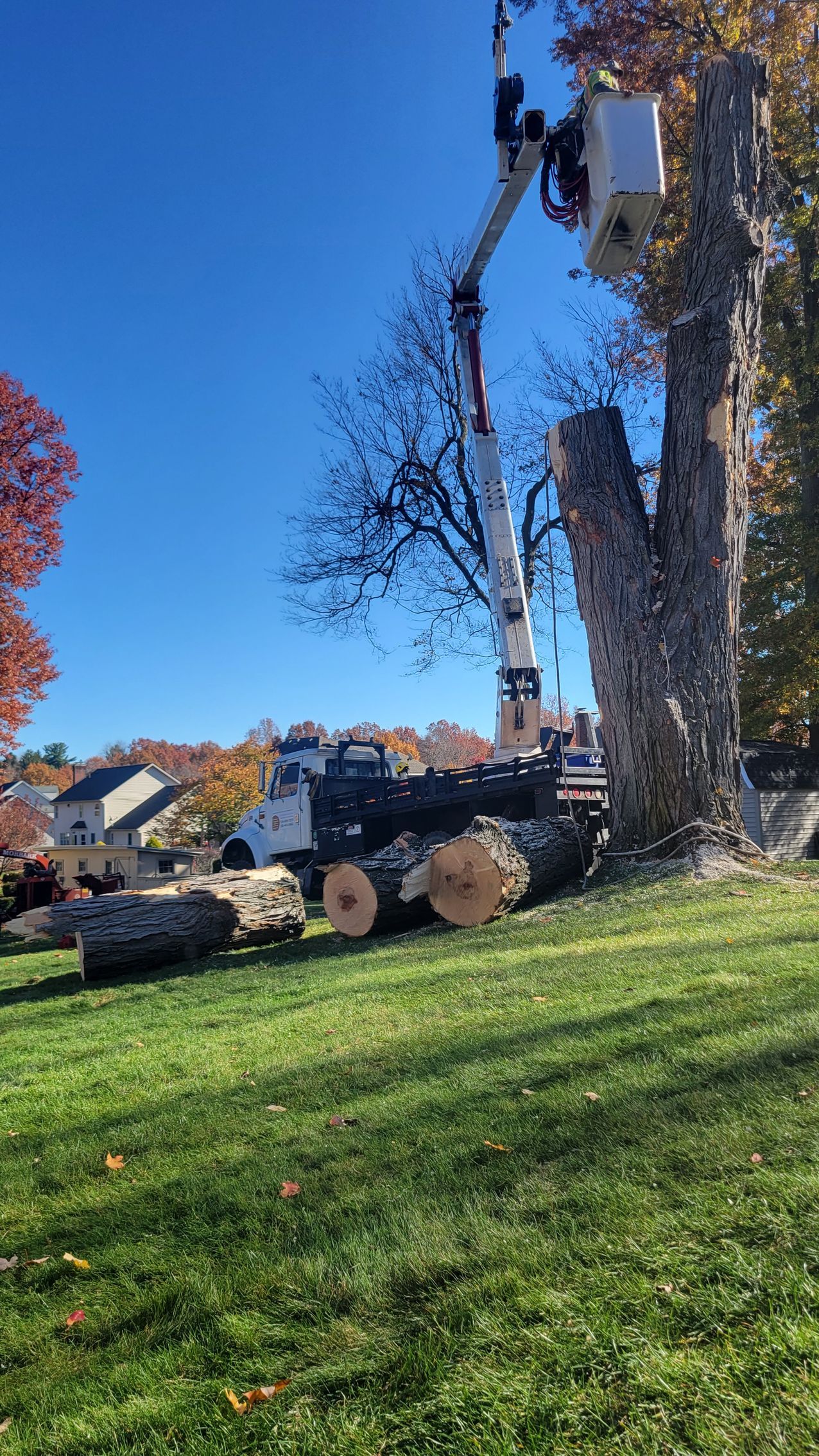 tree removal