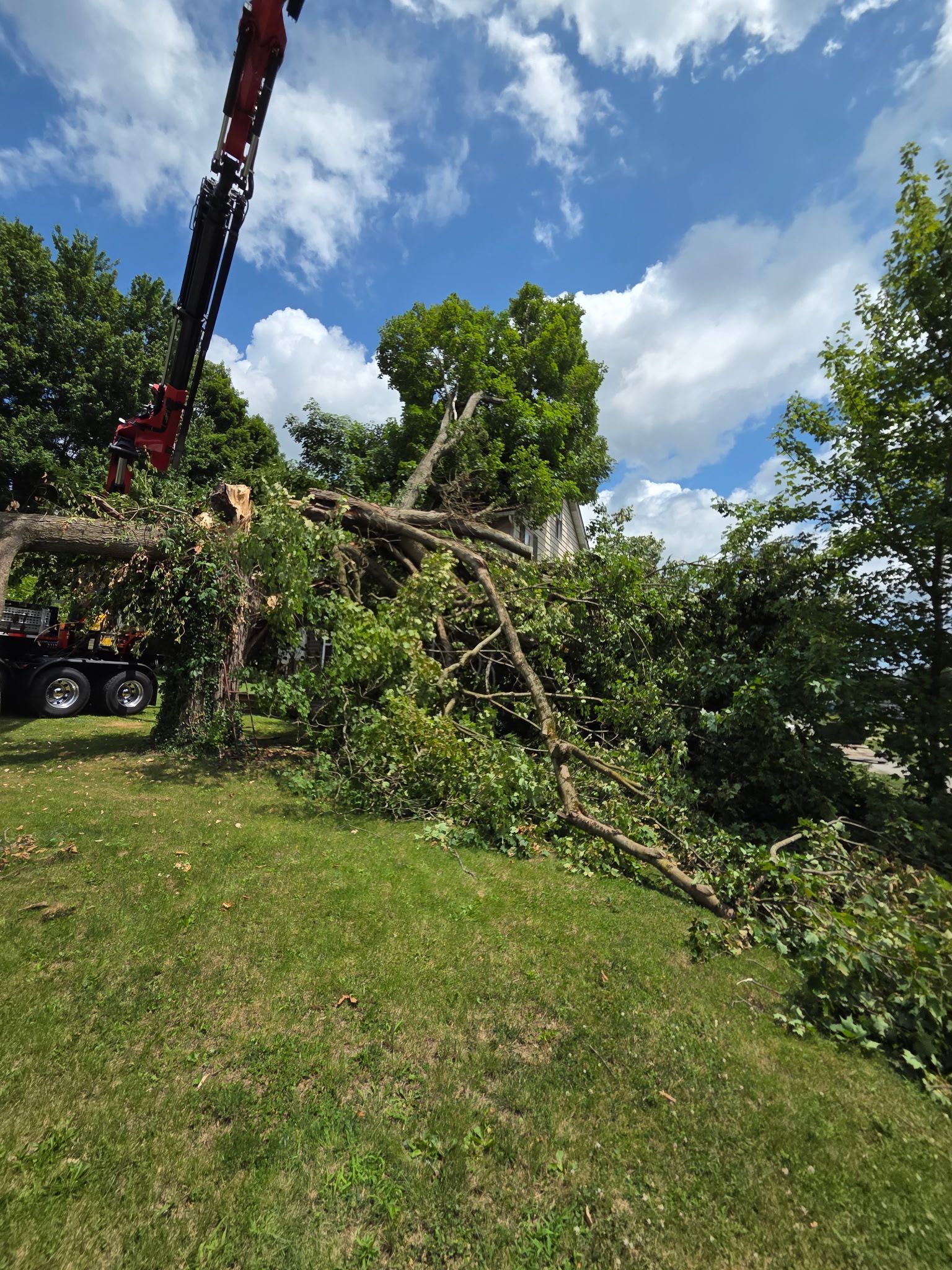 Crane lifting a fallen tree onto a truck in a sunny yard with green grass and blue sky