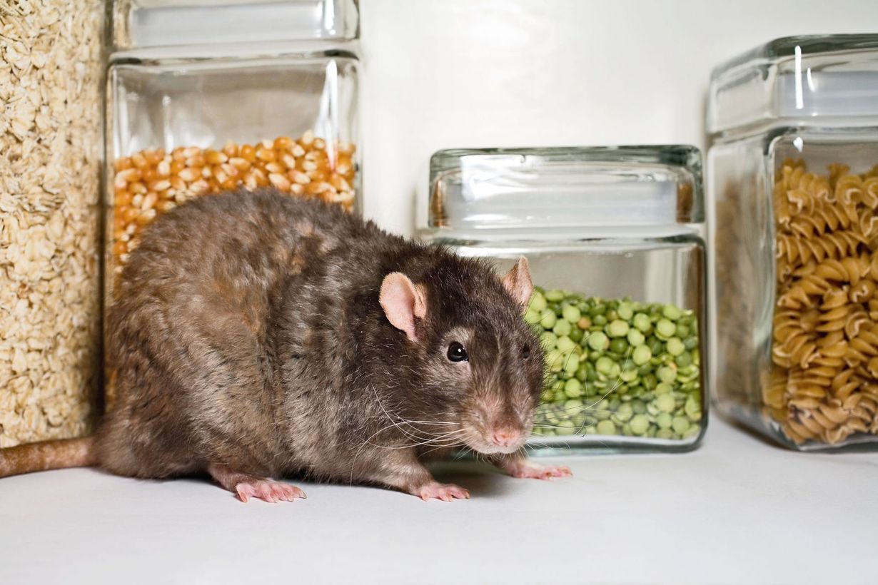 Squirrel standing on hind legs in grassy area, reddish-brown fur, white belly, looking left.