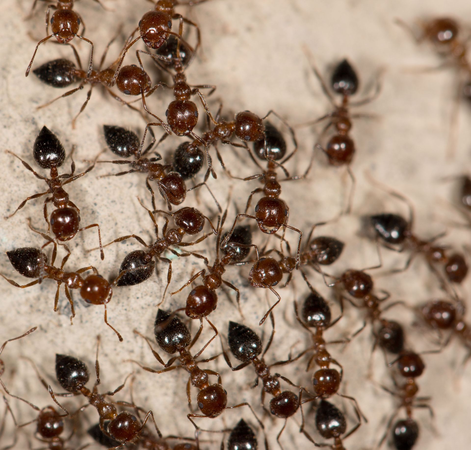 Reddish-brown ants with black heads clustered on a white surface, some interacting.