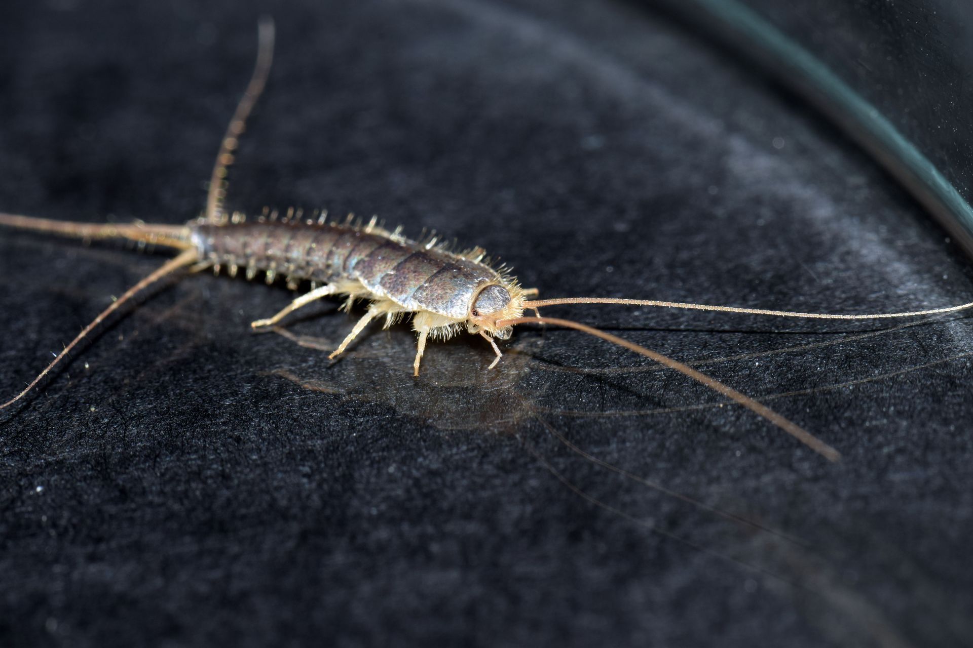 Silverfish insect on a reflective black surface, with long antennae and tail filaments.