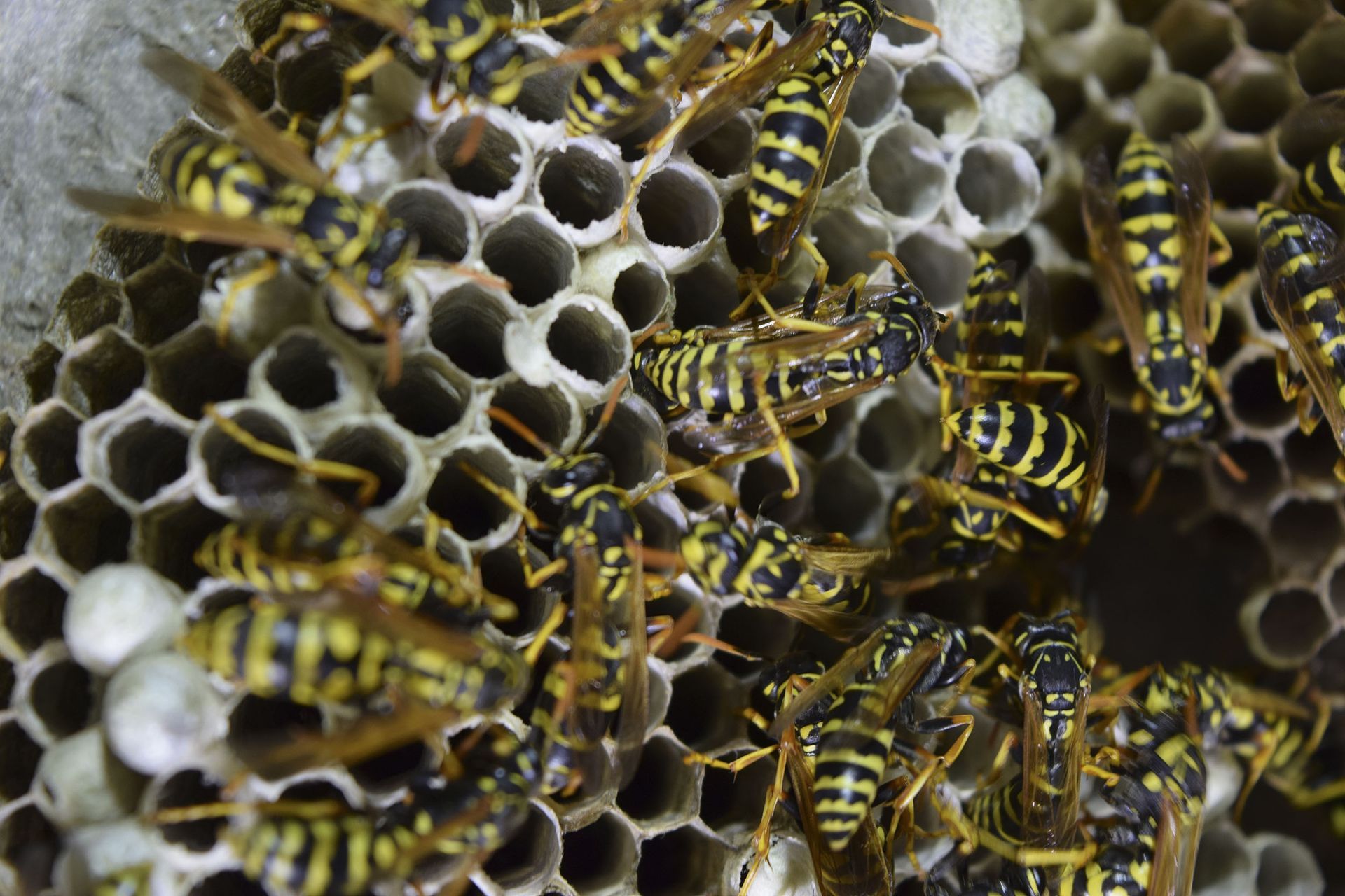 Wasps on a honeycomb nest, black and yellow stripes.