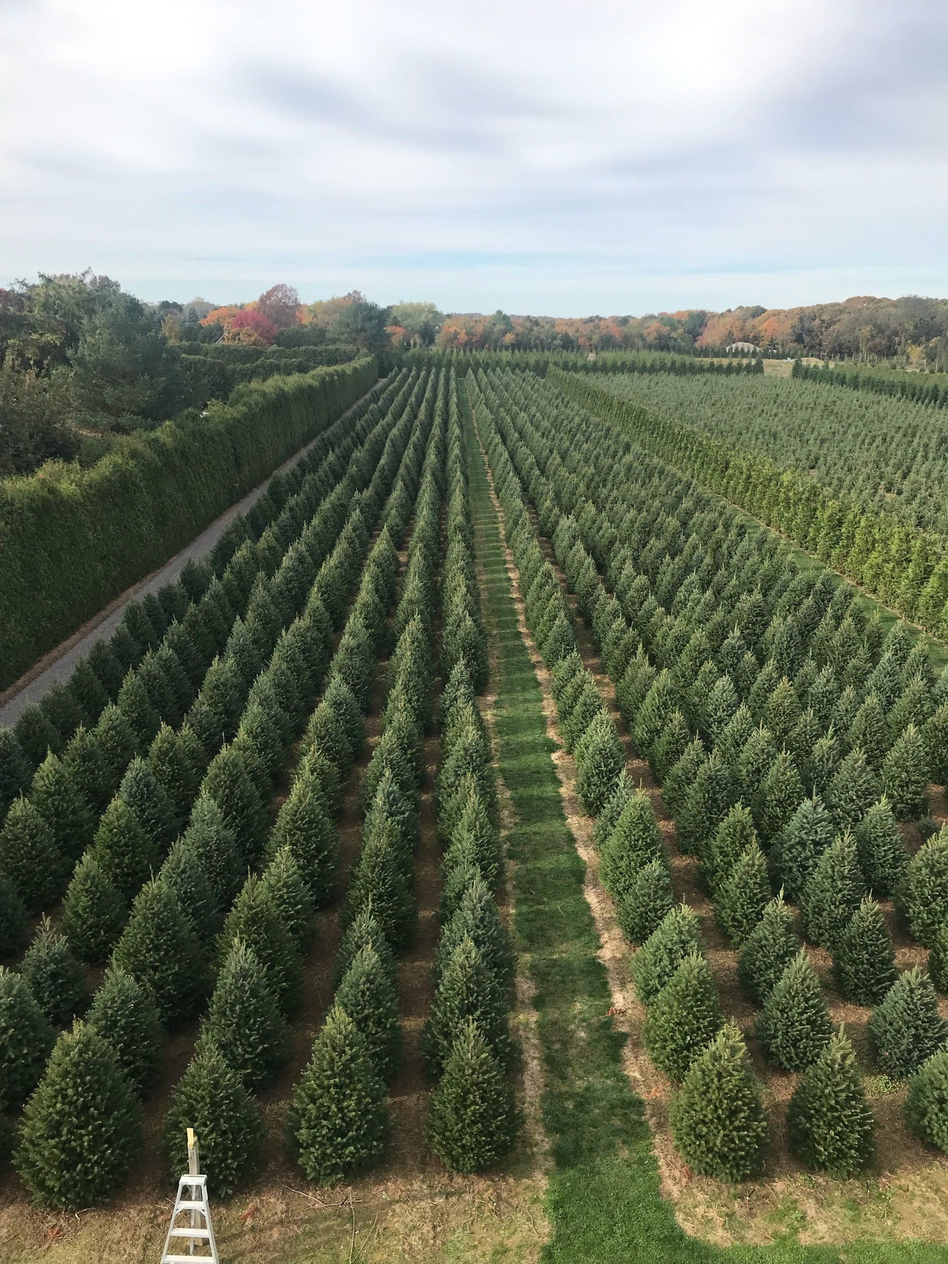 Shamrock Christmas Tree Farm 