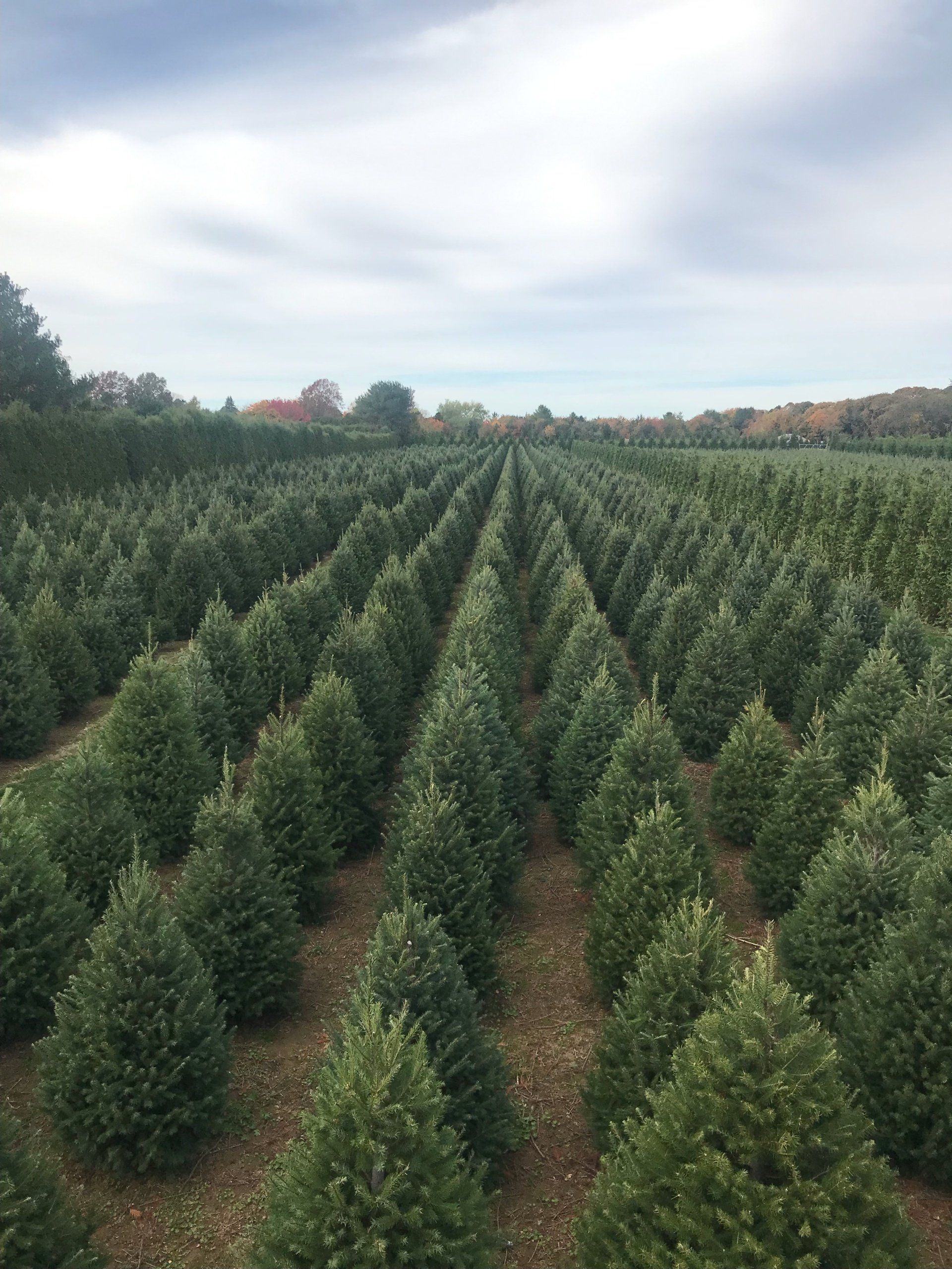 Shamrock Christmas Tree Farm 