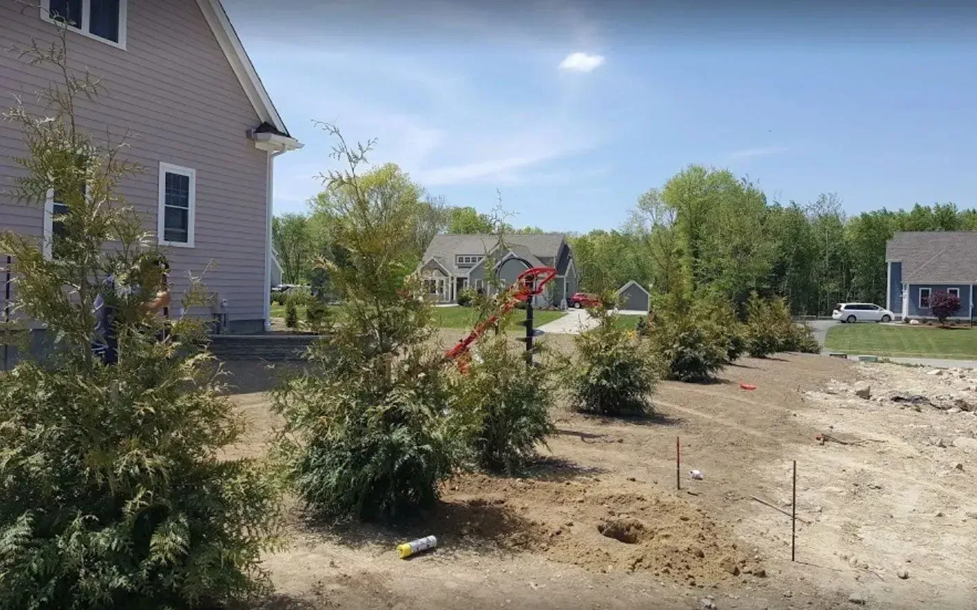 Newly planted evergreen trees in a suburban yard with a house on the left and a sunny blue sky above.
