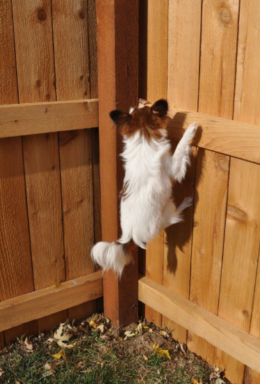 A small white and brown Papillon dog stands on its hind legs, reaching up against a wooden backyard fence.