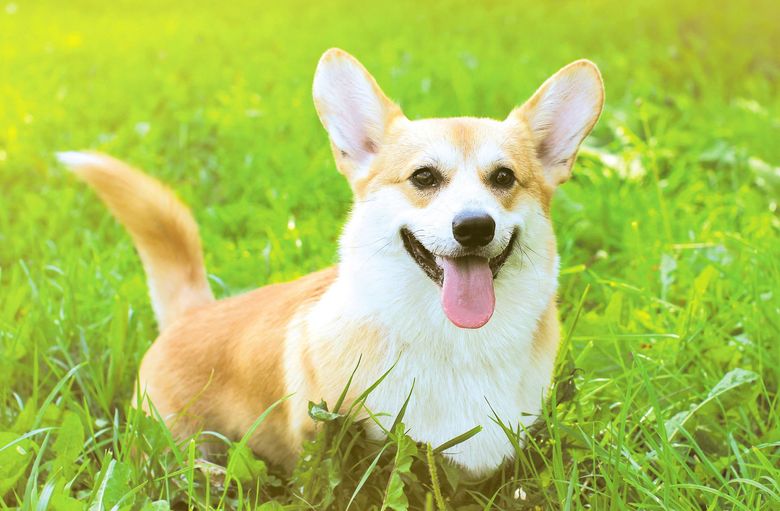 Happy corgi dog with brown and white fur, standing in green grass, tongue out.