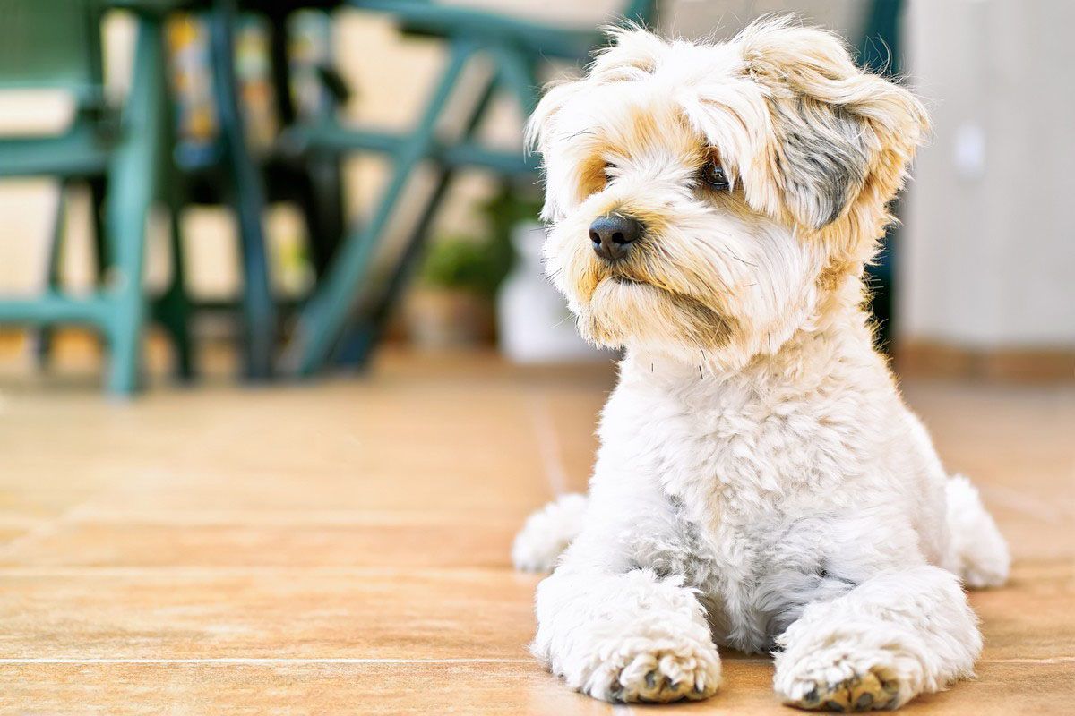 Small, white dog with tan fur sitting on a tiled patio, looking to the side.